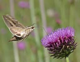 Image result for Carduus nyassanus