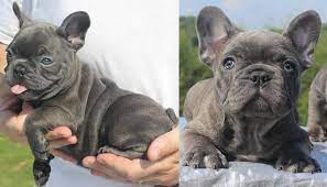 Qualität & sicherheit aus deutschland. 50 Very Cute French Bulldog Puppy Images And Pictures