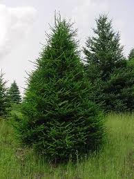 Even though the spruce can grow to heights of 50 feet or more, the tree still has an it fares best in full sun and can tolerate mild to moderate droughts relatively well. Christmas Tree Dilemmas Norway Spruce Tree Norway Spruce Spruce Tree