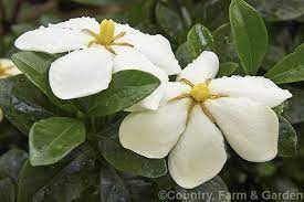 Gardenia Augusta Syn Gardenia Jasminoides Fragrant Star A Beautifully Simple Single Flowered And Compact C Fragrant Flowers Small Shrubs Flowering Shrubs