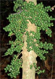 Image result for Maesobotrya