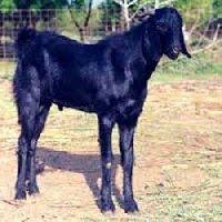 Osmanabadi goat is suitable for both meat and milk production. Goat Fodder Buy Goat Fodder In Ahmednagar Maharashtra India From Savaji Goat Farm