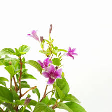 Image result for Asystasia sp. (Biegel 5184)