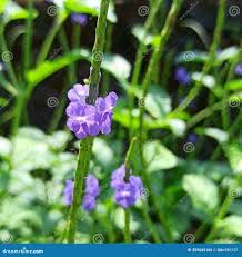 Image result for Stachytarpheta cayennensis