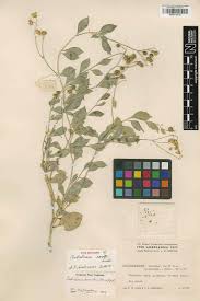 Image result for Lophiocarpus polystachyus