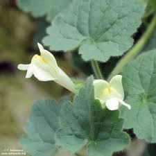 Image result for Rhynchosia totta