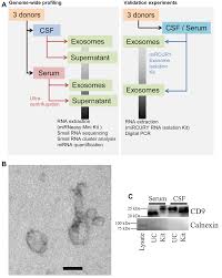 next generation sequencing based small rna profiling of