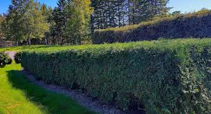 Choosing Evergreens For Your Landscape Umn Extension