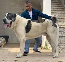 Alabai dog boy dog big dog breeds rare dog breeds huge dogs giant dogs le plus grand chien kangal dog shepherd dog. Alabai Dog Cheap Online