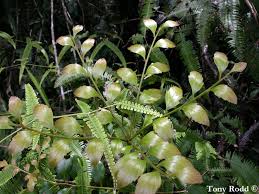 Image result for Phyllocladus