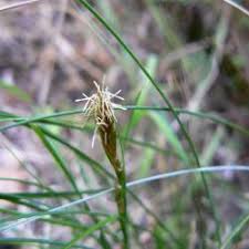 Image result for Pycreus mundtii