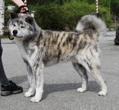 American Akita Dog Black And White Blue Brindle Akita Google Search Akita Puppies Akita Dog Japanese Akita