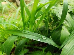 Image result for Cenchrus purpureus