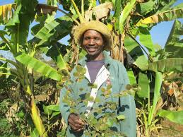 Image result for Oldfieldia dactylophylla