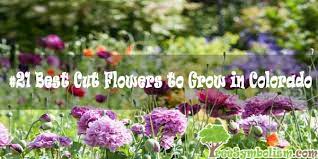 We did not find results for: 21 Best Cut Flowers To Grow In Colorado