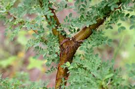 Image result for Acacia brevispica