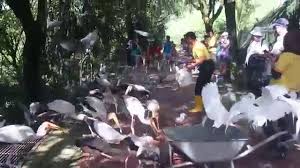 There are several bus companies, like the skybus (ticket price: Feeding Time At Kl Bird Park Youtube