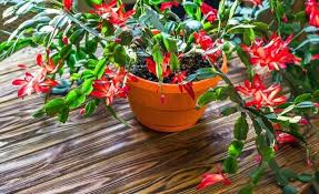 I read that they are not considered edible by humans, but they also are not considered poisonous. How To Grow A Christmas Cactus Christmas Cactus Garden Care Succulent Garden Indoor