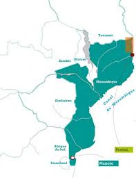 Image result for Commiphora fulvotomentosa