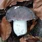 Fungi Foray (Family Friendly)@ Kings Wood event image