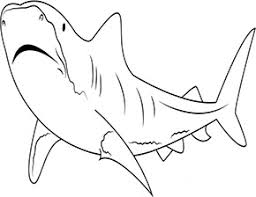 Ausmalbild Tigerhai In 2020 Ausmalen Ausmalbild Ausmalbilder Tiere