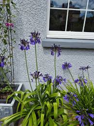 Image result for Agapanthus inapertus