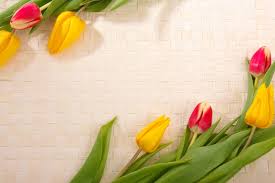 tulipan marco free frames and borders free frames flower pictures flower pictures