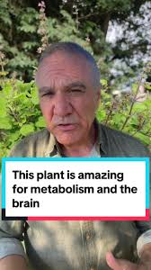 This plant is great for metabolism and for the brain. #herbalist  #metabolismsupport #brainsupport #tulsi #holybasil #greenscreen