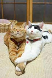 Can Cats Smile Yes Yes They Can 3 Baby Animals Cute Animals Funny Animals