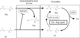 It does so by creating nitric. A Combination Of Oral L Citrulline And L Arginine Improved 10 Min Full Power Cycling Test Performance In Male Collegiate Soccer Players A Randomized Crossover Trial Springerlink