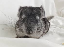 Chinchillas are crepuscular rodents, slightly larger and more robust than ground squirrels. Bobbie S Chinchillas Posts Facebook