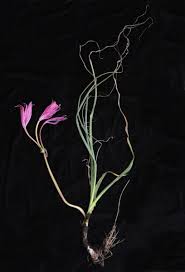 Image result for Crinum rautanenianum