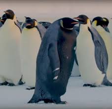 Männchen und weibchen wechseln sich bei der brut ab. Schwarzer Pinguin In Der Antarktis Gefilmt Welt