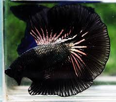 Nice Betta Thailand Co Ltd Betta Fish For Sale Siamese Fighting Fish In 2020 Betta Fish Betta Siamese Fighting Fish