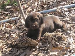 12635 cedarwood boise, id 83709. About Foothill Kennel Pudelpointer Breeder Pudelpointer Dogs Puppies