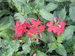 Image result for Crossandra nilotica