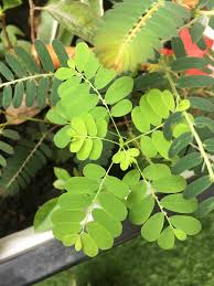 Image result for Phyllanthus tenellus