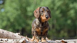 Image result for jezevčík drsnosrstý