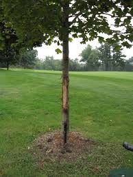 We did not find results for: Four Ways To Protect Your Trees From Deer Rubbing Shade Tree Farm