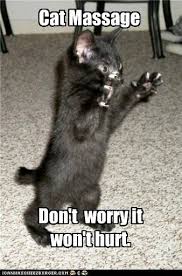 Massage Therapy Jackson Hole | Kitten Pictures, Funny Cat Memes, Cats