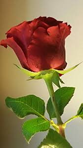 Pin By Asa Brunnberg On Modo Beautiful Flowers Rose Flower Wallpaper Beautiful Roses