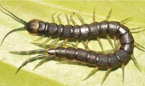 Black And Yellow Millipede في تونس نسميوه سوط خيل سوط الخيل في منطقتكم شسمو بربي سميو المنطقة قبل Centipede Discover Swimming