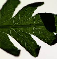 Image result for Amauropelta bergiana