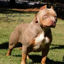 Topdogs Mona Lisa A True Masterpiece Pitbulls Xl Pitbull Animals