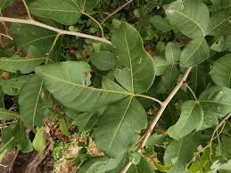 Image result for Searsia natalensis