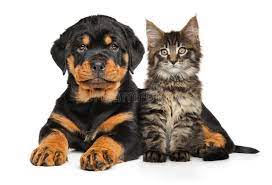 We did not find results for: 116 Rotweiler Puppy Photos Free Royalty Free Stock Photos From Dreamstime