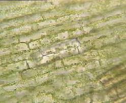 Image result for Elodea