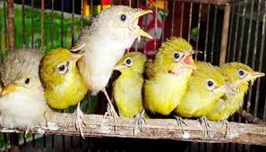 7 Ciri Pembeda Burung Pleci Jantan Dan Betina Om Kicau