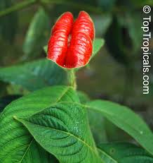 Image result for Psychotria auxopoda