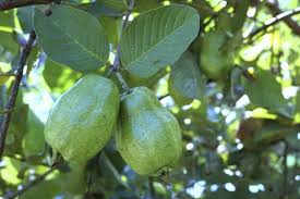 The trunk may be branched at the base and the branches droop low to the ground. Site Verification Guava Fruit Guava Tree Fruit